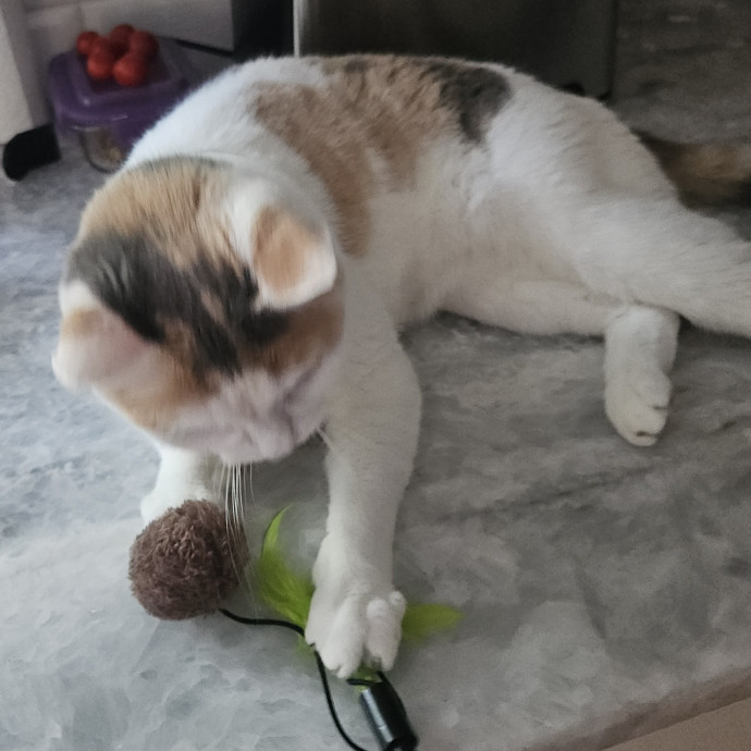 Blue Ribbon Cat Sitter Of Queen City