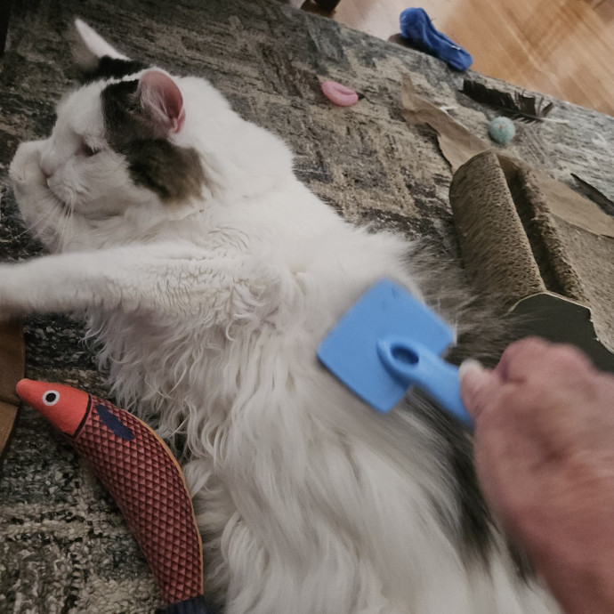 Blue Ribbon Cat Sitter Of Queen City