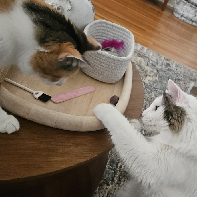 Blue Ribbon Cat Sitter Of Queen City