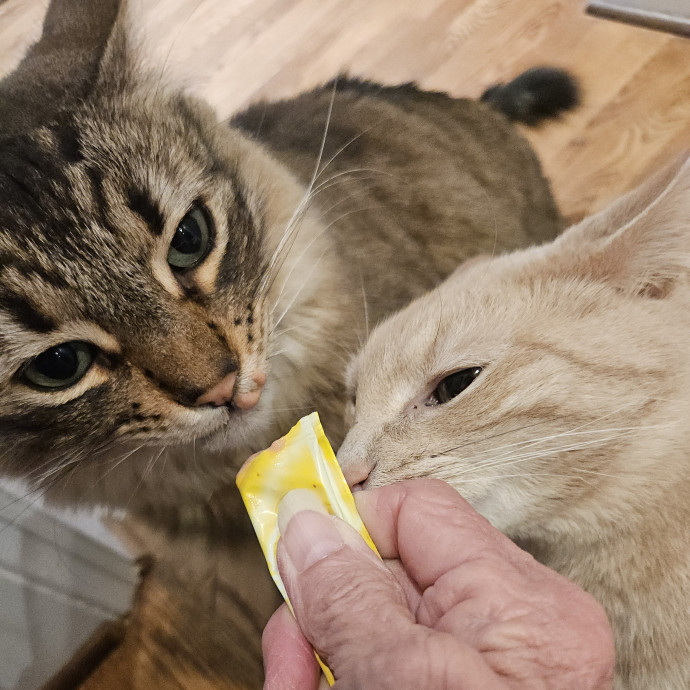 Blue Ribbon Cat Sitter Of Queen City