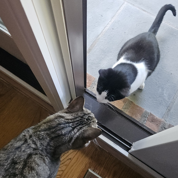 Blue Ribbon Cat Sitter Of Queen City