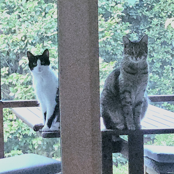 Blue Ribbon Cat Sitter Of Queen City