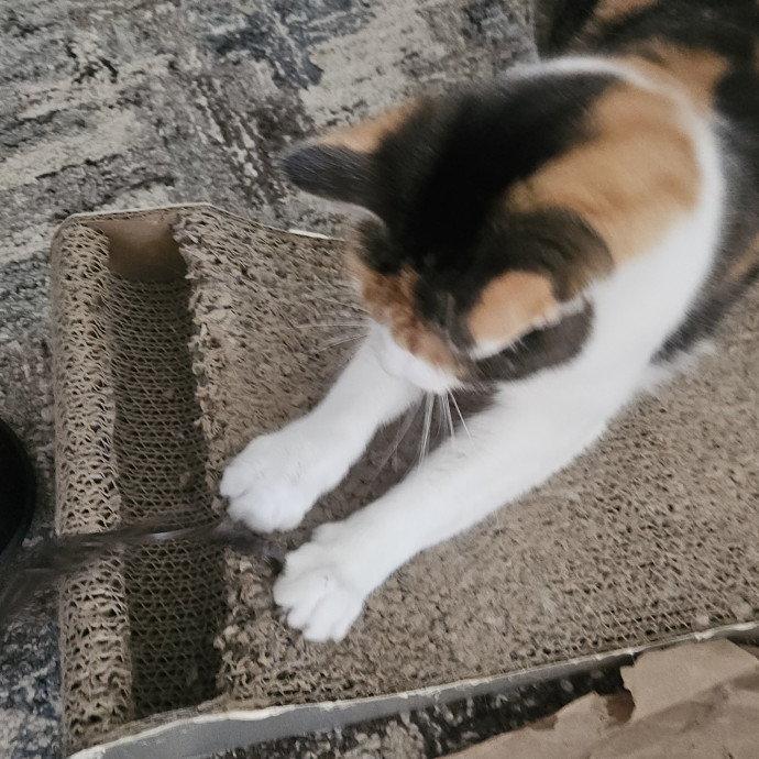Blue Ribbon Cat Sitter Of Queen City