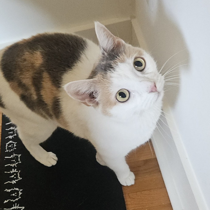 Blue Ribbon Cat Sitter Of Queen City