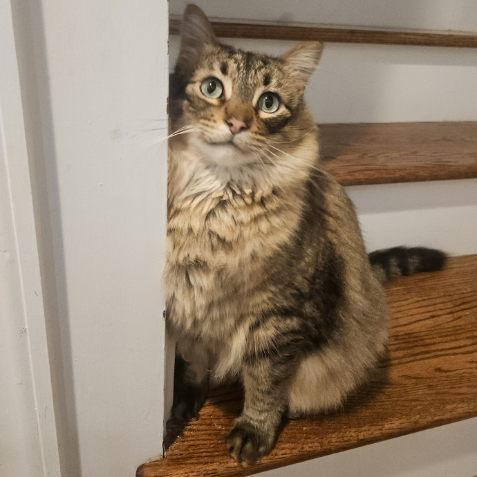 Blue Ribbon Cat Sitter Of Queen City