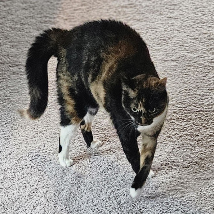 Blue Ribbon Cat Sitter Of Queen City