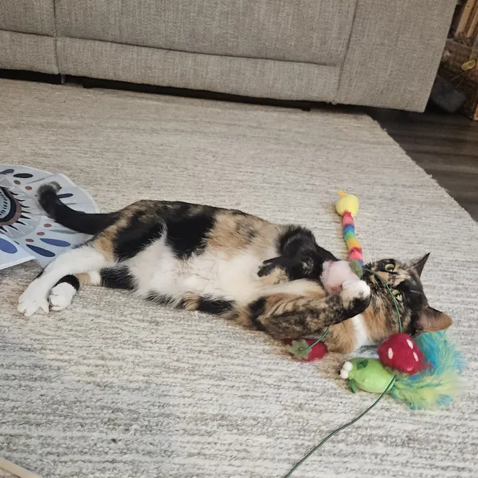 Debbie K.