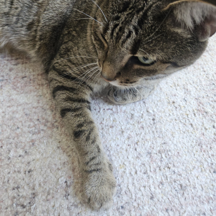 Blue Ribbon Cat Sitter Of Queen City