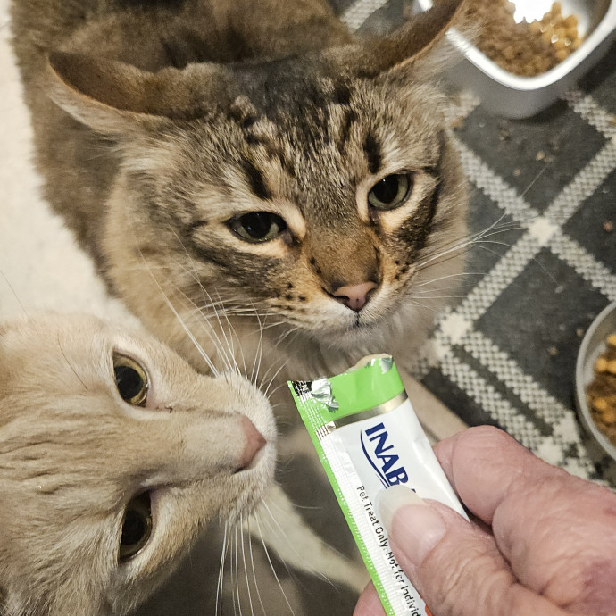 Blue Ribbon Cat Sitter Of Queen City