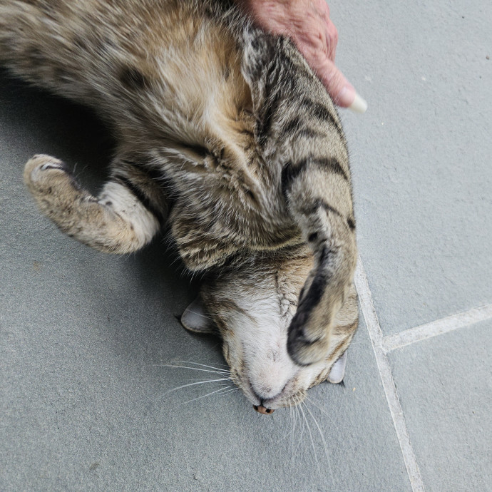 Blue Ribbon Cat Sitter Of Queen City