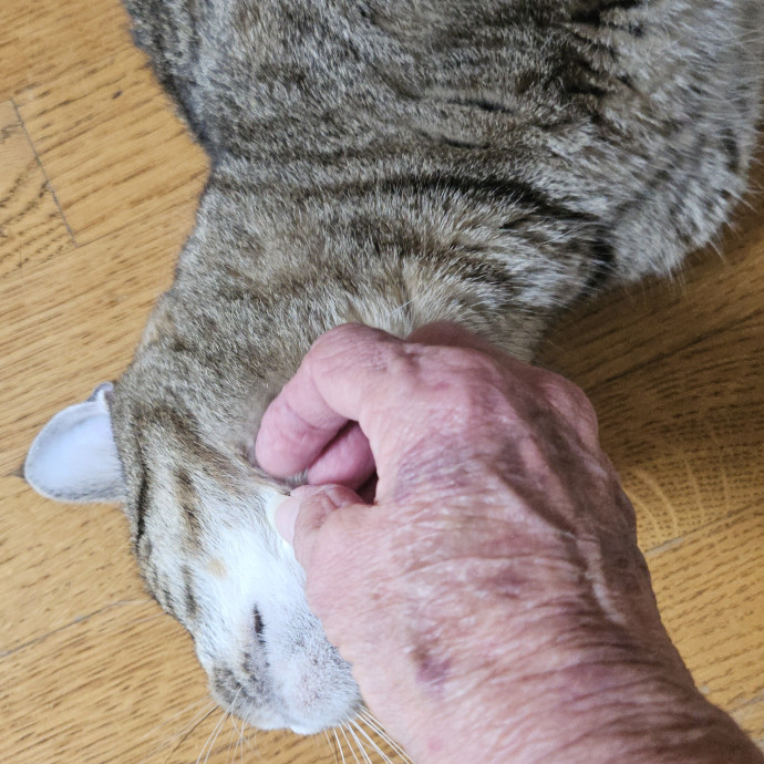 Blue Ribbon Cat Sitter Of Queen City