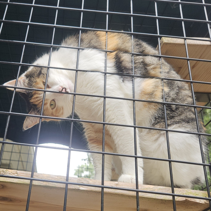 Blue Ribbon Cat Sitter Of Queen City
