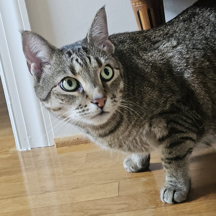 Blue Ribbon Cat Sitter Of Queen City