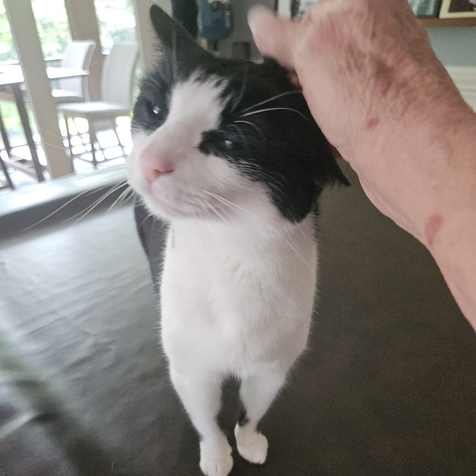 Blue Ribbon Cat Sitter Of Queen City