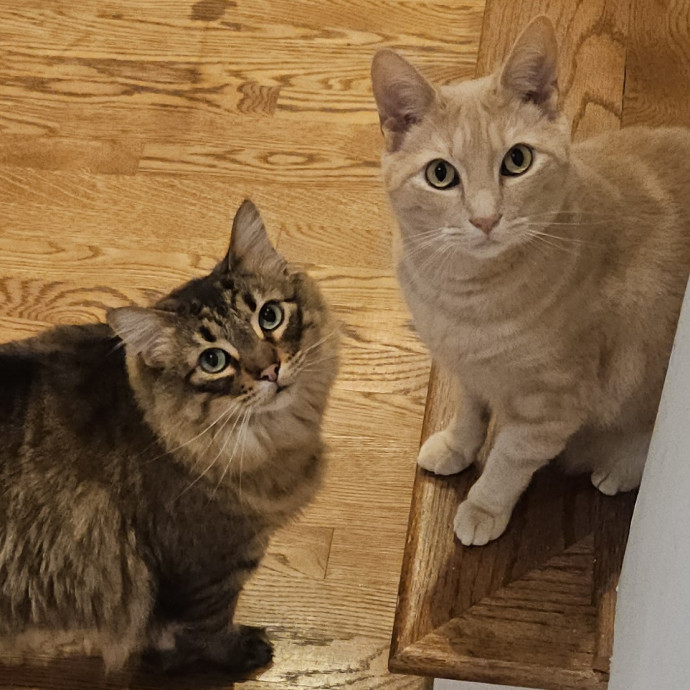 Blue Ribbon Cat Sitter Of Queen City