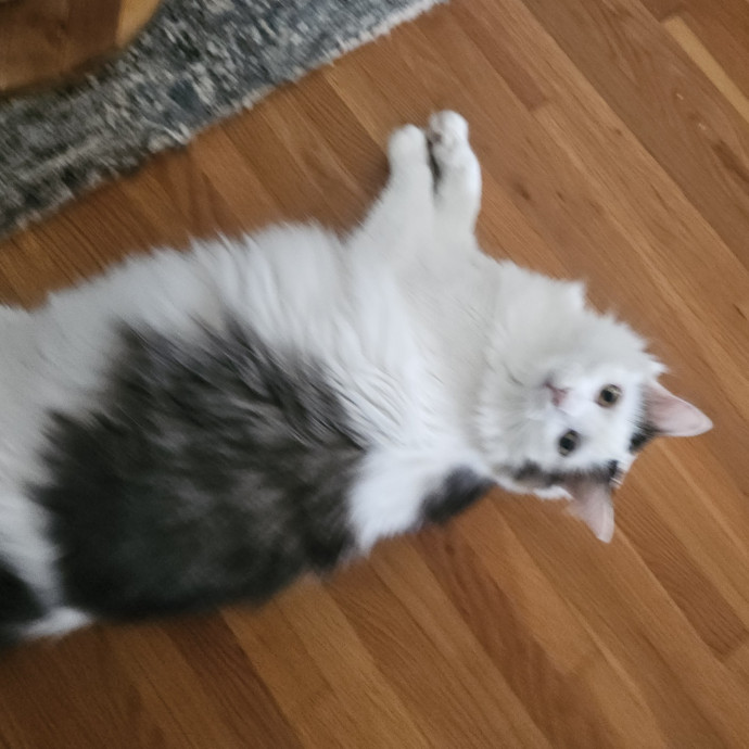 Blue Ribbon Cat Sitter Of Queen City