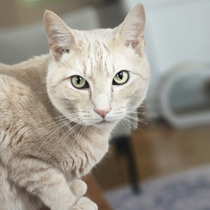 Blue Ribbon Cat Sitter Of Queen City