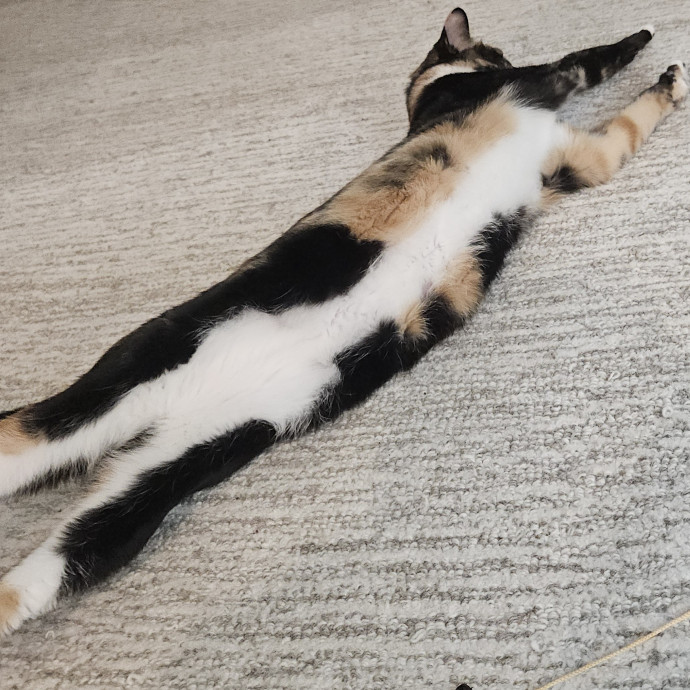 Blue Ribbon Cat Sitter Of Queen City