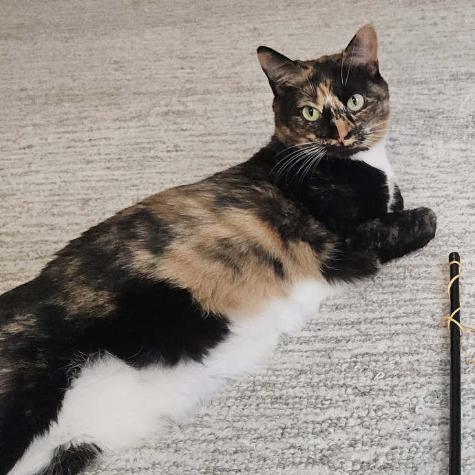 Blue Ribbon Cat Sitter Of Queen City