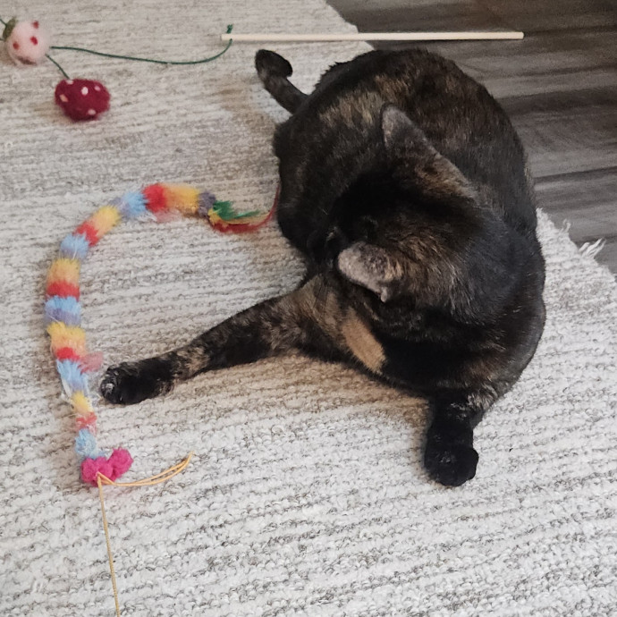 Blue Ribbon Cat Sitter Of Queen City