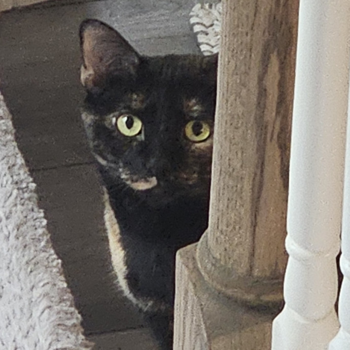 Blue Ribbon Cat Sitter Of Queen City