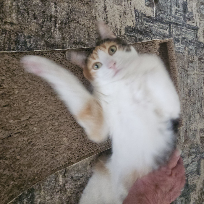 Blue Ribbon Cat Sitter Of Queen City
