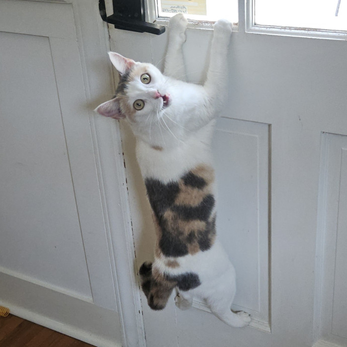 Blue Ribbon Cat Sitter Of Queen City
