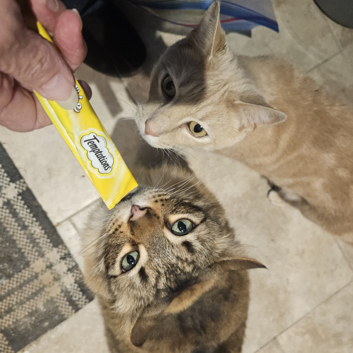Blue Ribbon Cat Sitter Of Queen City