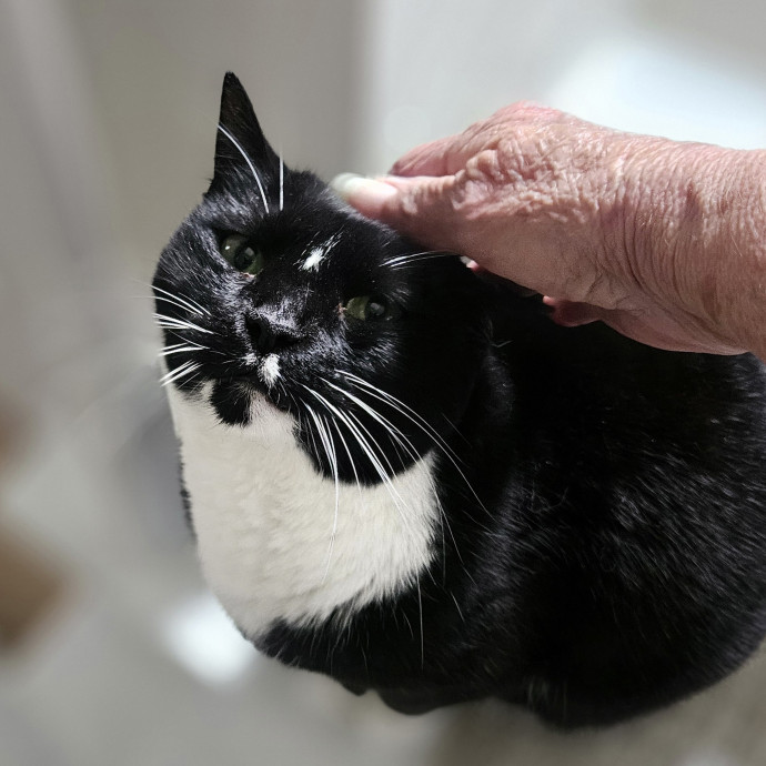 Blue Ribbon Cat Sitter Of Queen City
