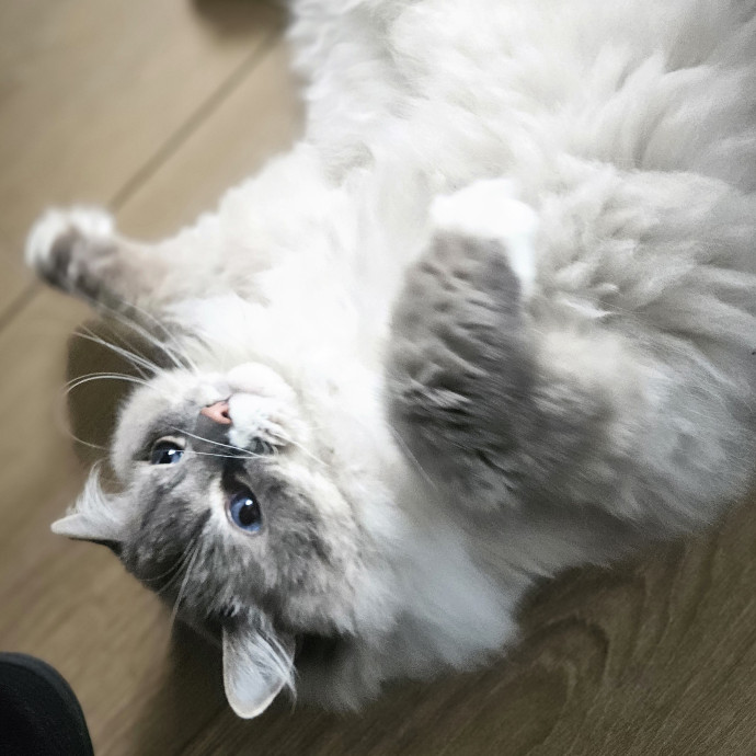 Blue Ribbon Cat Sitter Of Queen City
