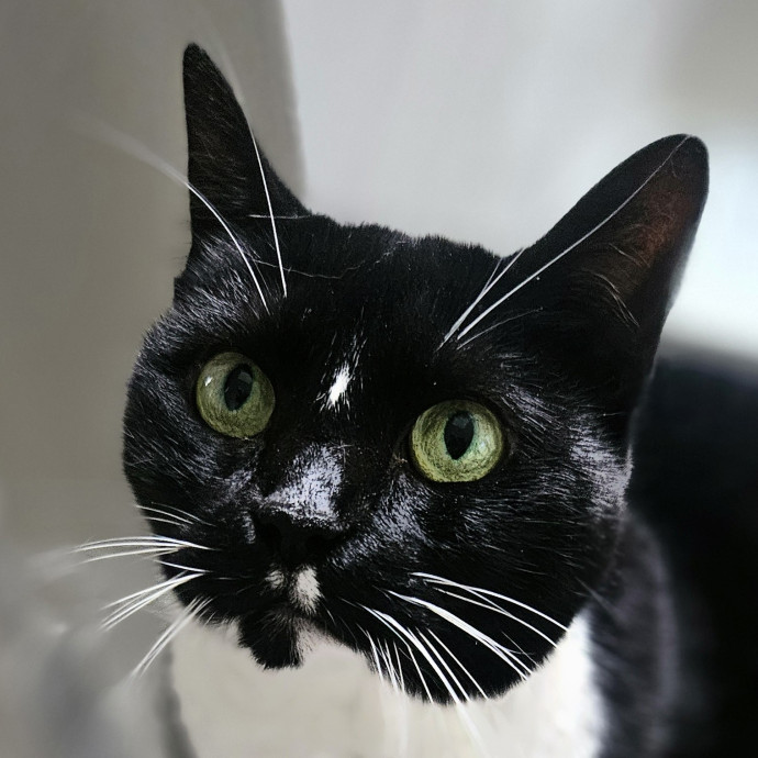 Blue Ribbon Cat Sitter Of Queen City