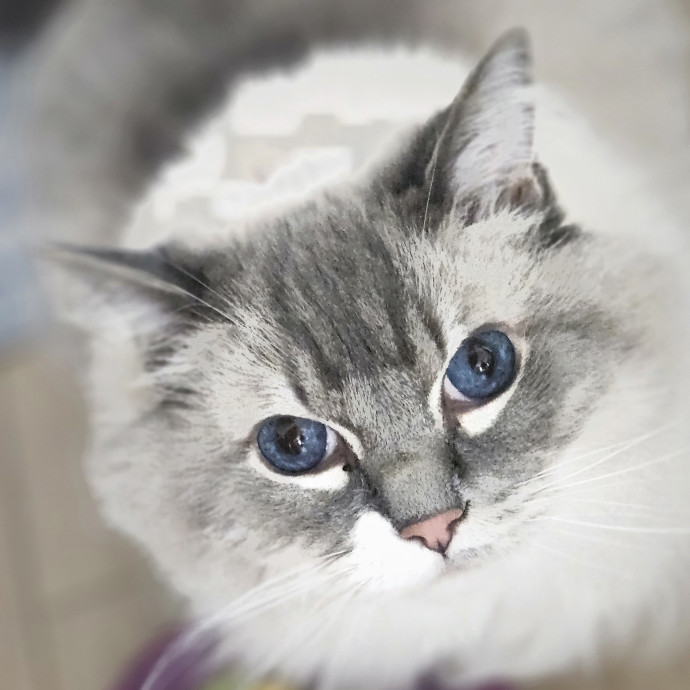 Blue Ribbon Cat Sitter Of Queen City
