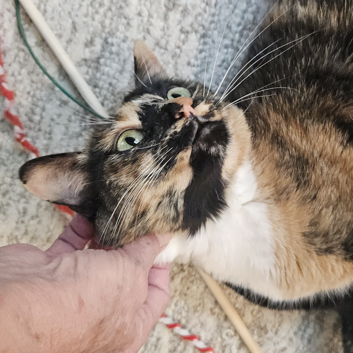 Blue Ribbon Cat Sitter Of Queen City
