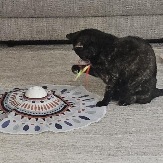 Blue Ribbon Cat Sitter Of Queen City