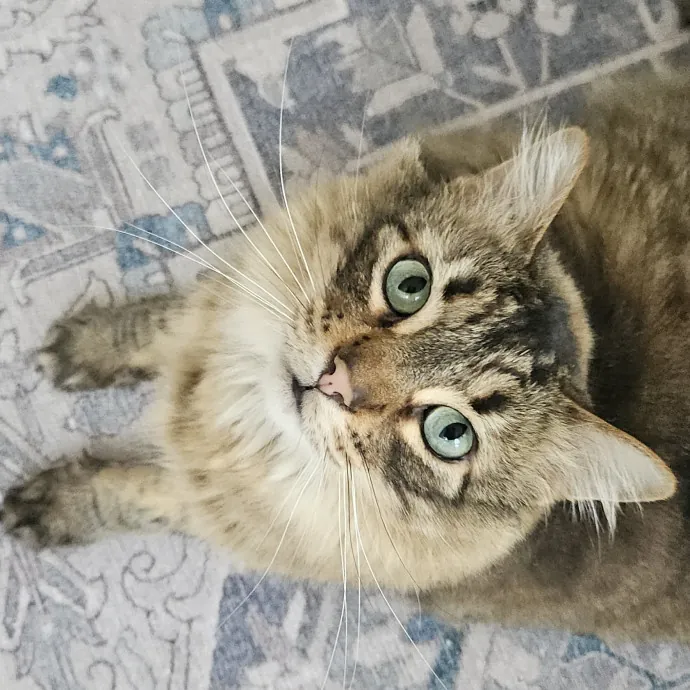 Debbie K.