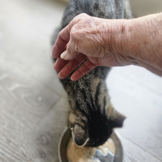 Blue Ribbon Cat Sitter Of Queen City