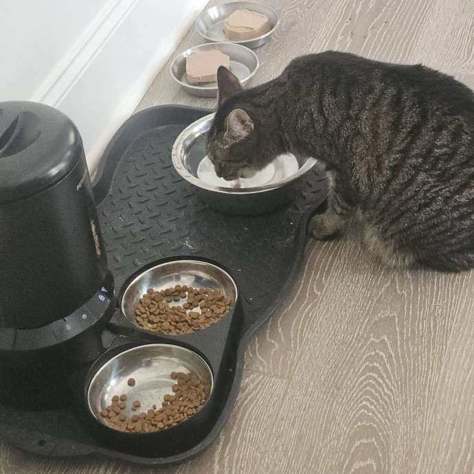 Blue Ribbon Cat Sitter Of Queen City