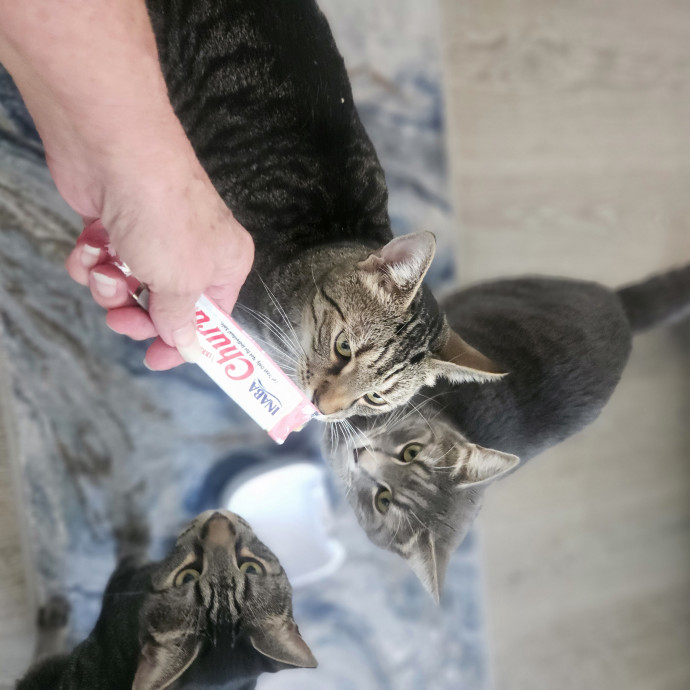 Blue Ribbon Cat Sitter Of Queen City
