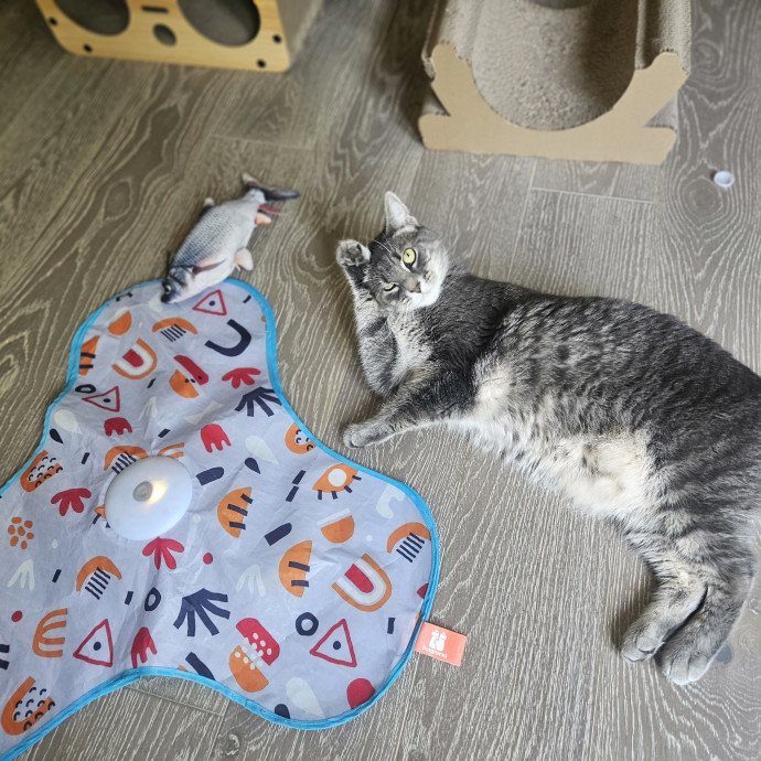 Blue Ribbon Cat Sitter Of Queen City