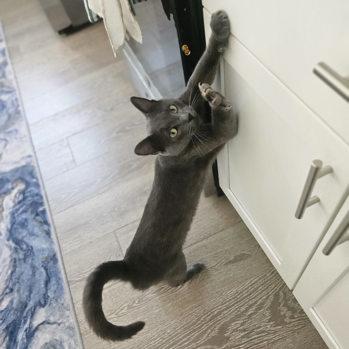 Blue Ribbon Cat Sitter Of Queen City