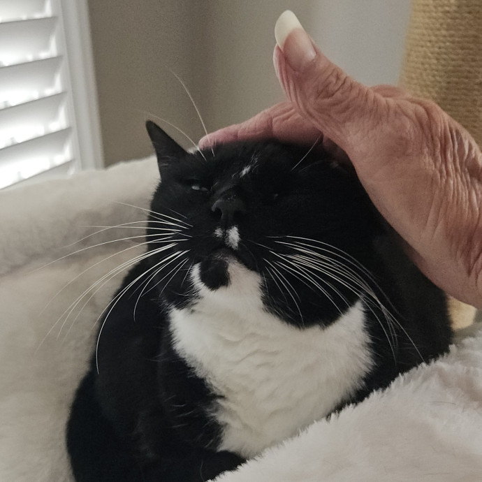 Blue Ribbon Cat Sitter Of Queen City