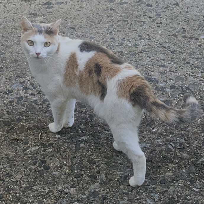Blue Ribbon Cat Sitter Of Queen City