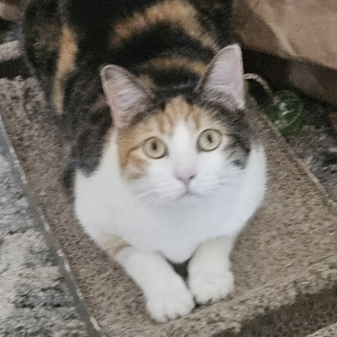 Blue Ribbon Cat Sitter Of Queen City