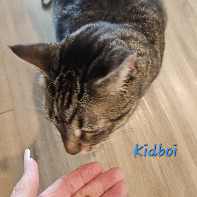 Blue Ribbon Cat Sitter Of Queen City