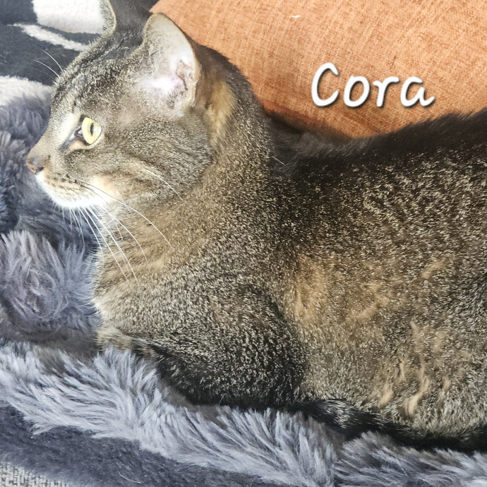 Blue Ribbon Cat Sitter Of Queen City