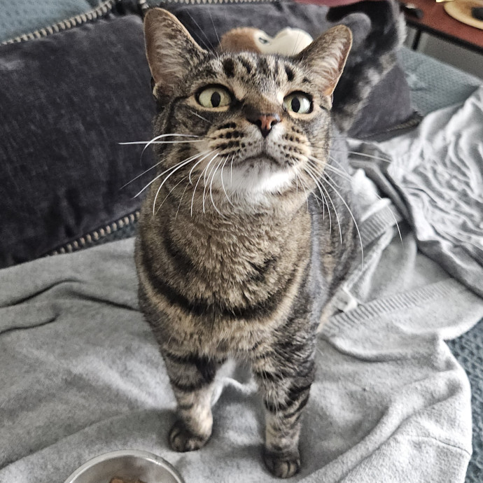 Blue Ribbon Cat Sitter Of Queen City