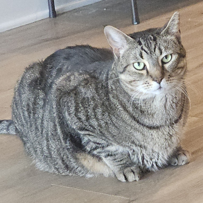 Blue Ribbon Cat Sitter Of Queen City