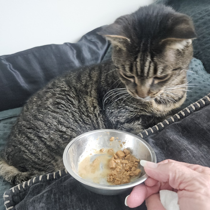 Blue Ribbon Cat Sitter Of Queen City
