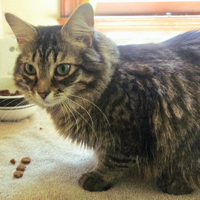 Blue Ribbon Cat Sitter Of Queen City