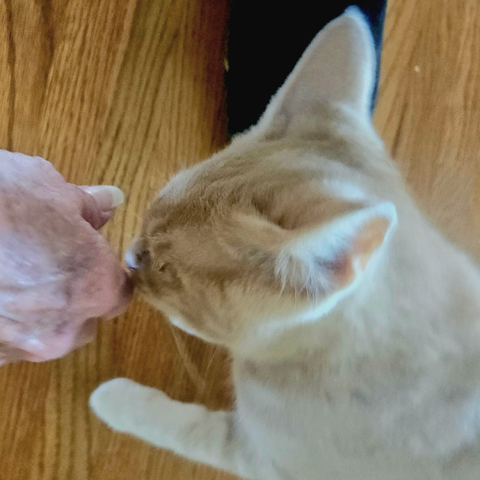 Blue Ribbon Cat Sitter Of Queen City
